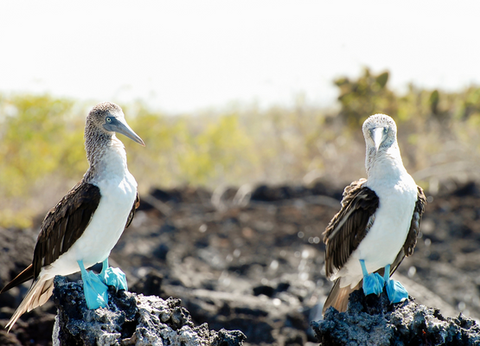 Circuit Equateur Authentique et Galapagos - 7