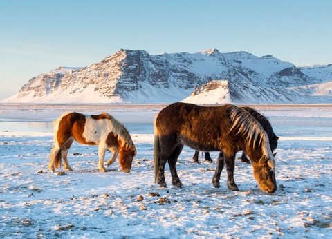 Circuit Toute l'Islande, terre des sagas 3* - 15