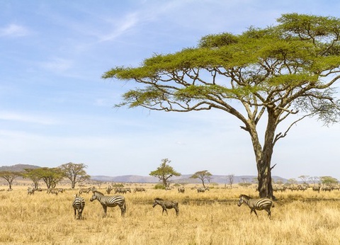 Combiné Ôclub SBH Monica Zanzibar 5* + Safari 2 nuits - 16