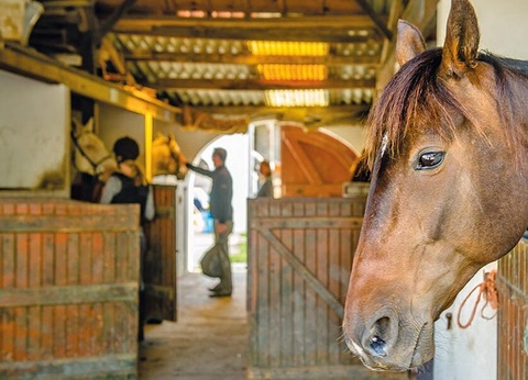 Camping Les Embruns d'Oléron, 4* - 13