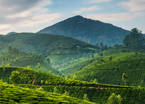 Circuit Couleurs de l'Inde du Sud : Temples, thé et traditions - 12