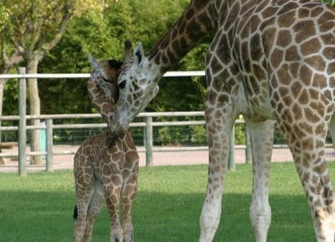 Camping Sabbiadoro, 3* - 17