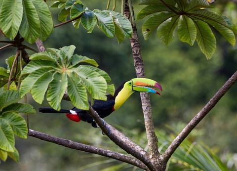 Combiné hôtels Loin du monde : séjour secret sur les rivages costaricains - 13