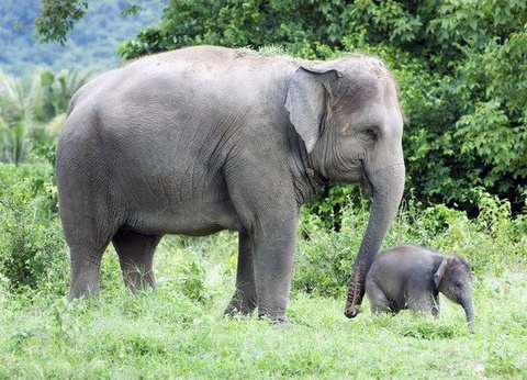 SEDUCTION THAIE - 10