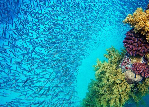 Aqaba en liberté 4* - 5