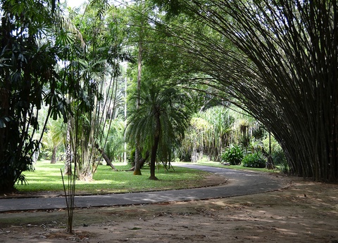 Circuit Sri Lanka Ile émeraude - 12