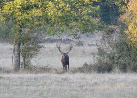 Lodges de Blois Chambord, 3* - 29