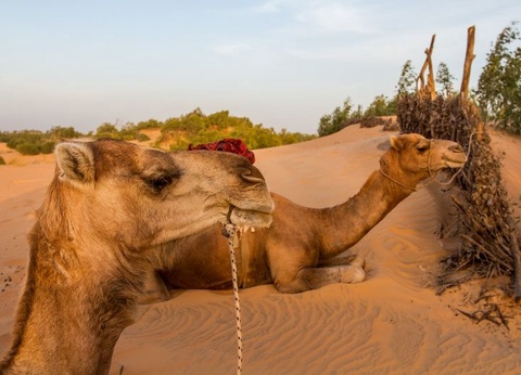 Circuit aux Couleurs du Sénégal et Séjour au Royal Horizon Baobab 4* - 5