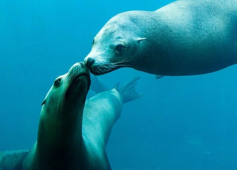 Séjour familial avec entrée à l'Aquarium Nausicaa - 3* - 16