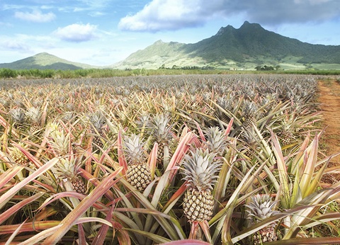 Charmes de l'océan Indien, entre Réunion et Maurice - 3