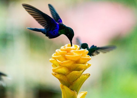 Circuit Splendeurs de l'Equateur - 13