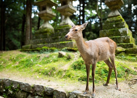 Circuit individuel : Des Mégalopoles aux montagnes sacrées en 3* ou 4* - 4** - 17