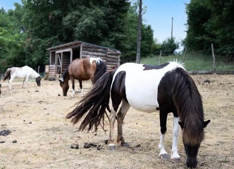 Camping Les Lacs d'Armagnac, 4* - 12