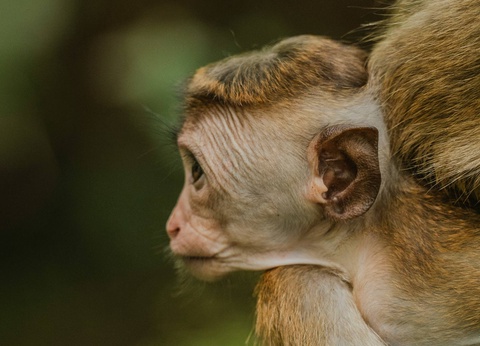Circuit L'odyssée sri lankaise : l'île aux mille visages - 3