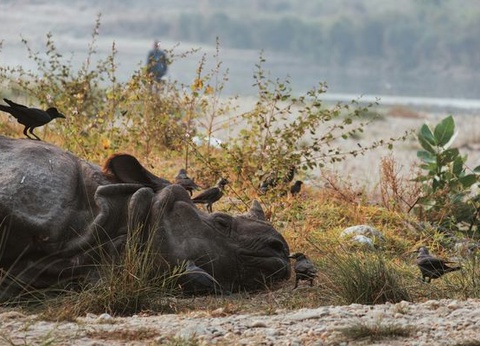 Circuit Merveilles du Népal et Trekking Annapurna 14J/11N - 12
