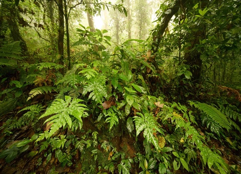 Circuit Costa Rica authentique : trek entre forêts et volcans - 3