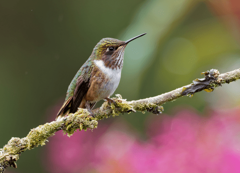 Circuit Panama, Couleur Café - 27