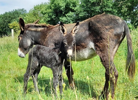 Camping Les Rulières, 3* - 10