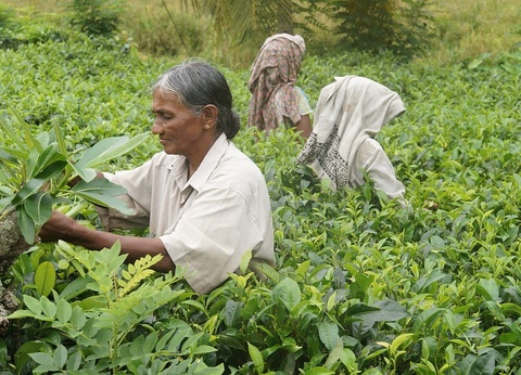 Circuit Evasion au Sri Lanka - 13