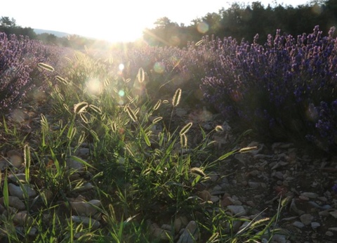 Camping Le Luberon | Pausado, 4* - 32