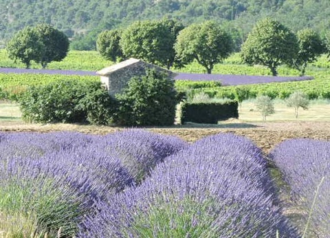 Camping les Terrasses Provençales, 4* - 19