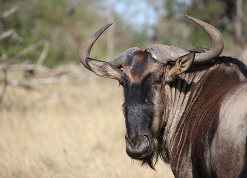 Sur la piste des Zoulous 3* avec extension réserve privée - 7