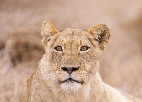 Circuit Aventures Australes, de l'Afrique du Sud au Botswana - 13