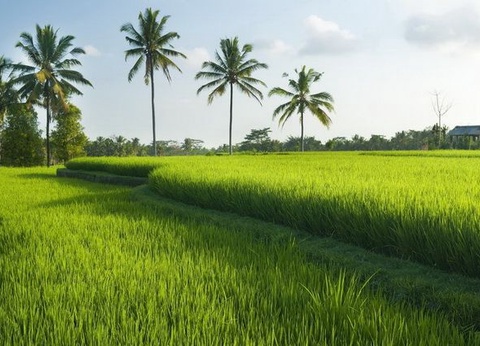 Circuit Privé Singapour et Flânerie balinaise, Indonésie - 17