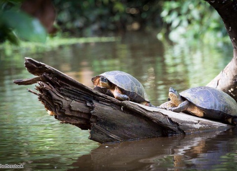 2026 - Circuit Costa Rica, où la nature prend vie - 25 personnes maximum - 5