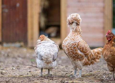 Camping Les Carolins, 3* - 73