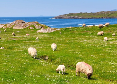 Autotour Sur la route : Grand tour d'Irlande - 5