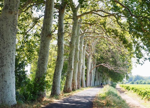 Camping Les Berges du Canal, 4* - 37