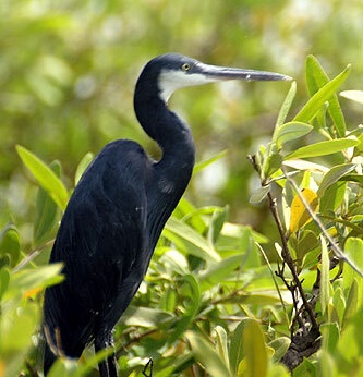 Circuit Privilège Sénégal en privatif - 10