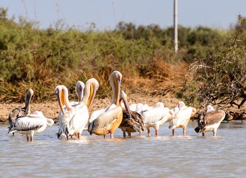 Circuit Mythes et Charmes du Sénégal 3* - 3