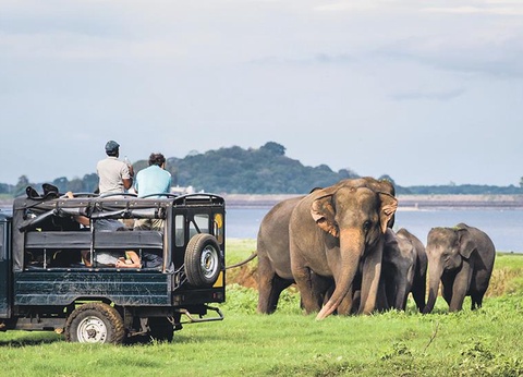Circuit Le Sri Lanka, pays de l'Or Vert - 5