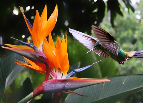 Circuit Découverte et aventure au Costa Rica - 15