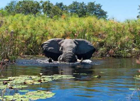 Immersion au Botswana & Extension Chutes Victoria 13J/10N - 2025 - 12