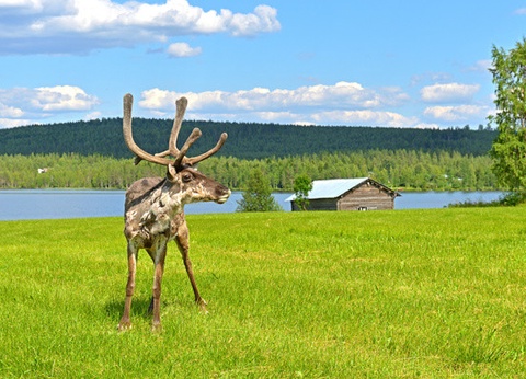 Circuit Soleil de minuit aux Lofoten et Laponie - 9