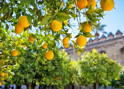 Hôtel Autotour Viva Andalousie 4* & 5* - 8
