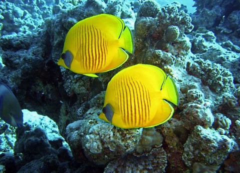 Combiné Splendeurs des Pharaons extension Le Caire & Hurghada en hôtel 4* 15J/14N - 2025 - 14