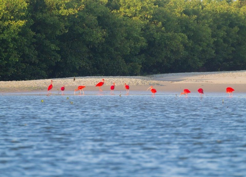 Circuit Samba e Capoeira - 5