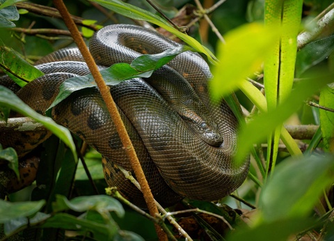 Circuit Sur la trace des Incas : de la Vallée Sacrée aux profondeurs de l'Amazonie - 2