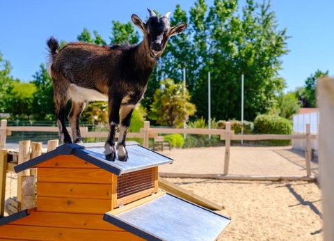 Camping Le Grand Pré - 7