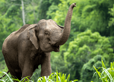 Circuit Jasmin de Thaïlande en Privatif et Plage de Krabi 5* - 17