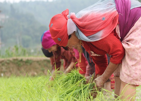 Circuit Trek et rencontres en Annapurna et Chitwan - 5