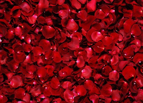 Séjour romantique avec bouteille de crémant à deux pas de Nantes - 4* - 17