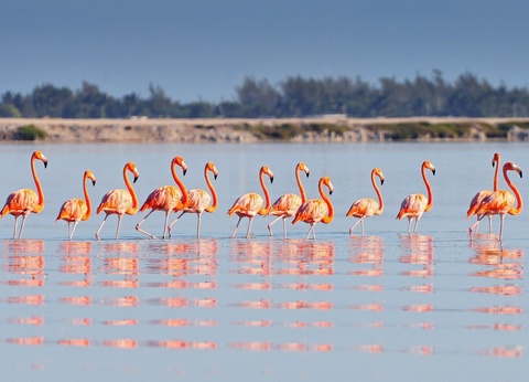 Cap sur le Yucatan ext Playa del Carmen - Reef Playacar 4* - 2025/2026 - 12J/10N - Limité à 20 pers. - 3