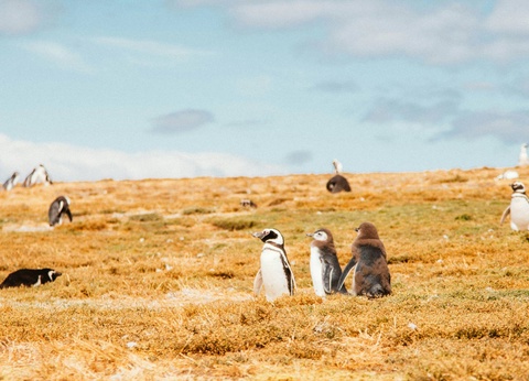 Autotour De l'Atacama au bout du monde : autotour en terre chilienne - 5