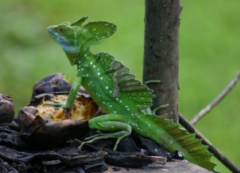 Circuit Beautés du Costa Rica et extension Puntarenas - 13