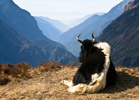 Circuit Trek et Rencontres en Anapurna - 6